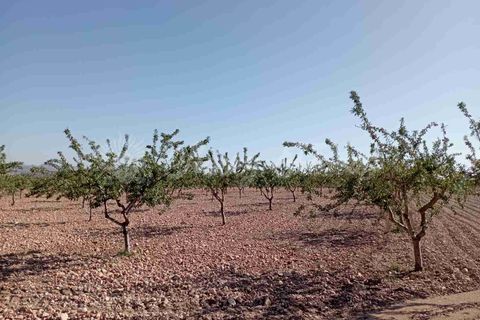 Helårsgrund i Yecla, Murcia, Yecla - € 300.000 | Ref: SF0504 - foto 17